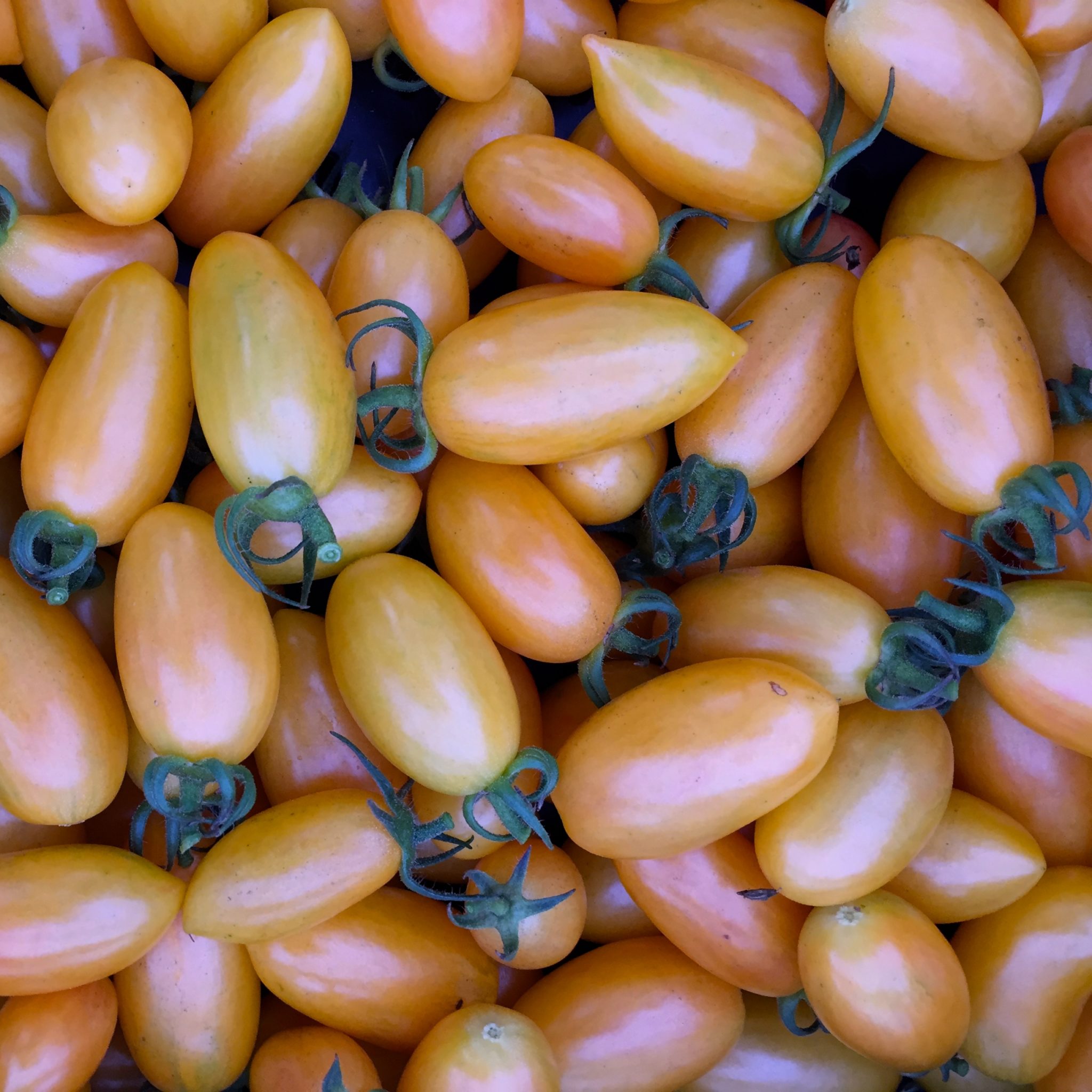 Tomato Blush Deep Harvest Farm