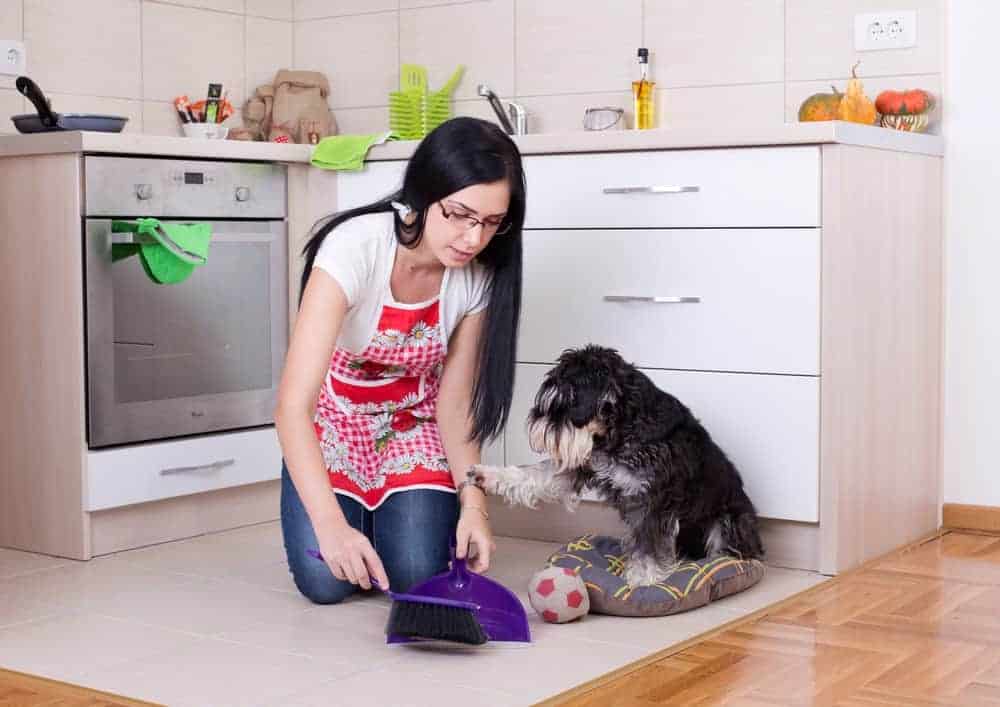 HOUSE CLEANING TIPS FOR DOG OWNERS Mummy Matters Parenting and Lifestyle