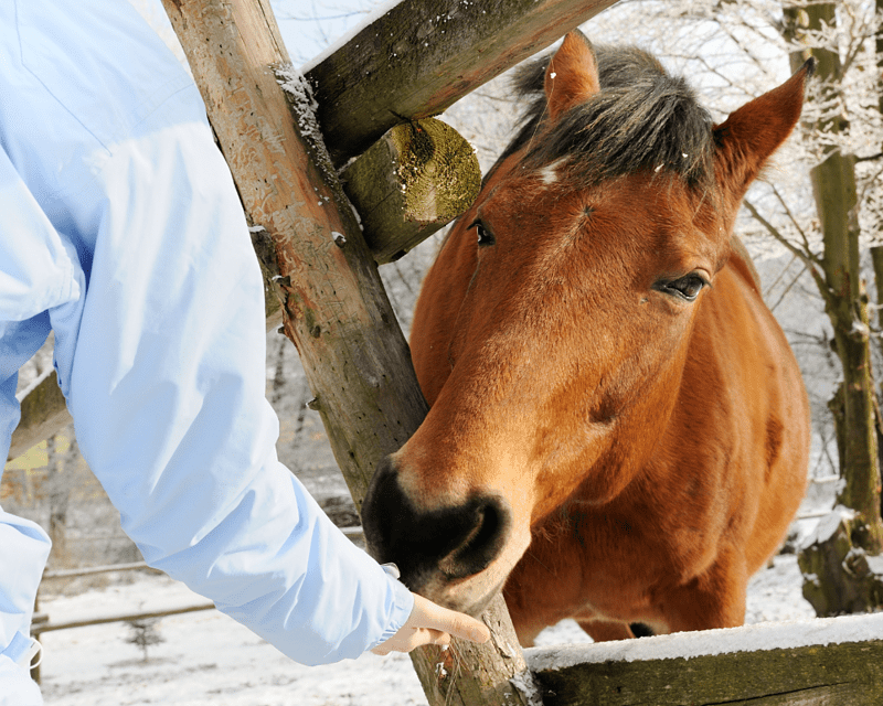 Tips For Keeping Your Horse Warm During Winter Mummy Matters