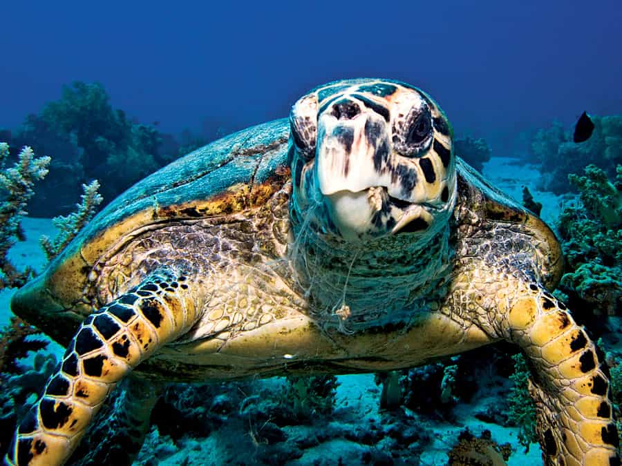 15 Endangered Species in Pacific Ocean