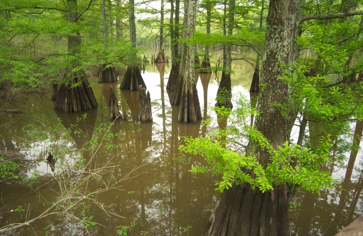Native Plants at Noon on the Road with MDC Deep Roots