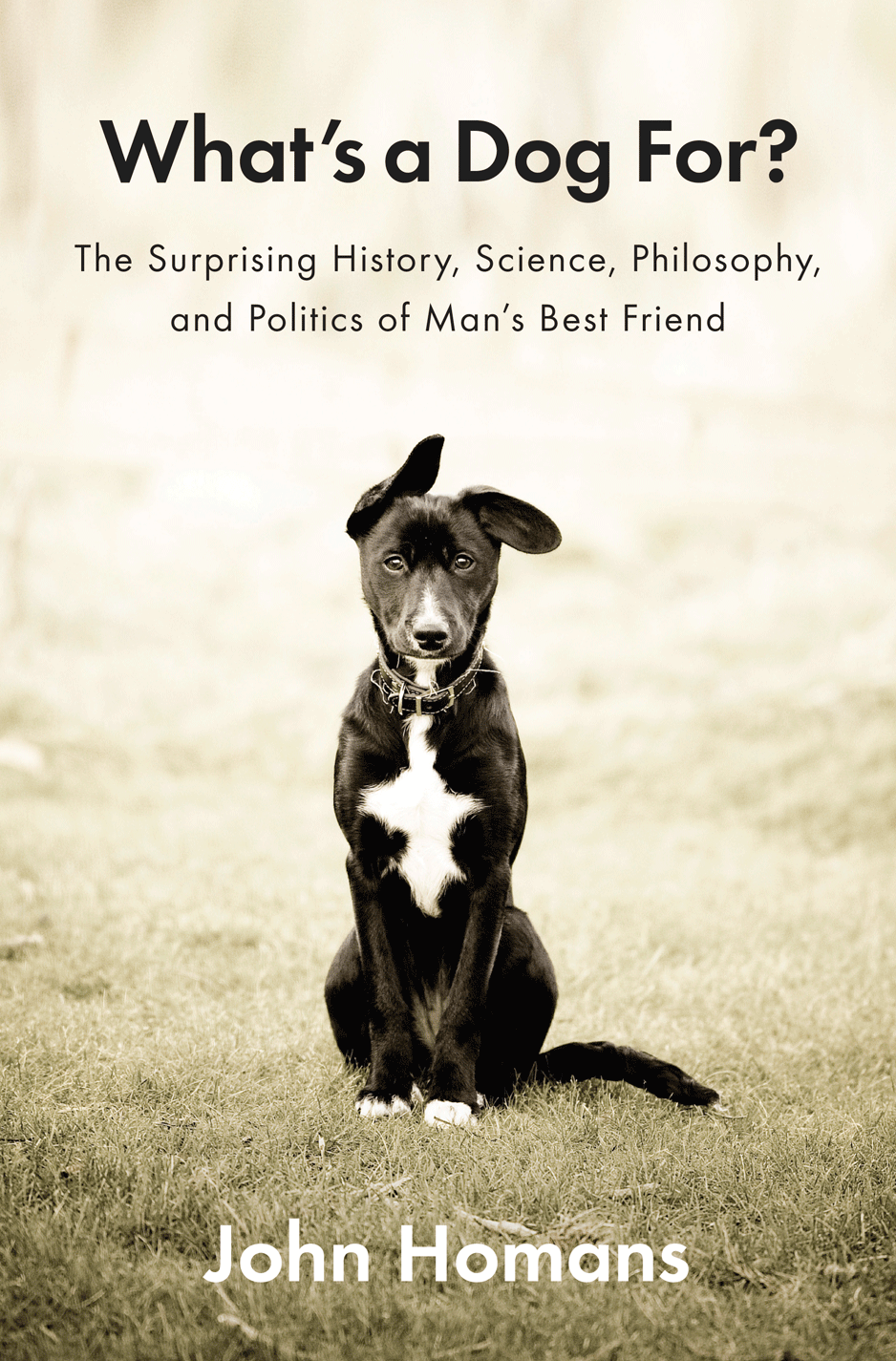 What's A Dog For? John Homan's Ambitious Journey Through