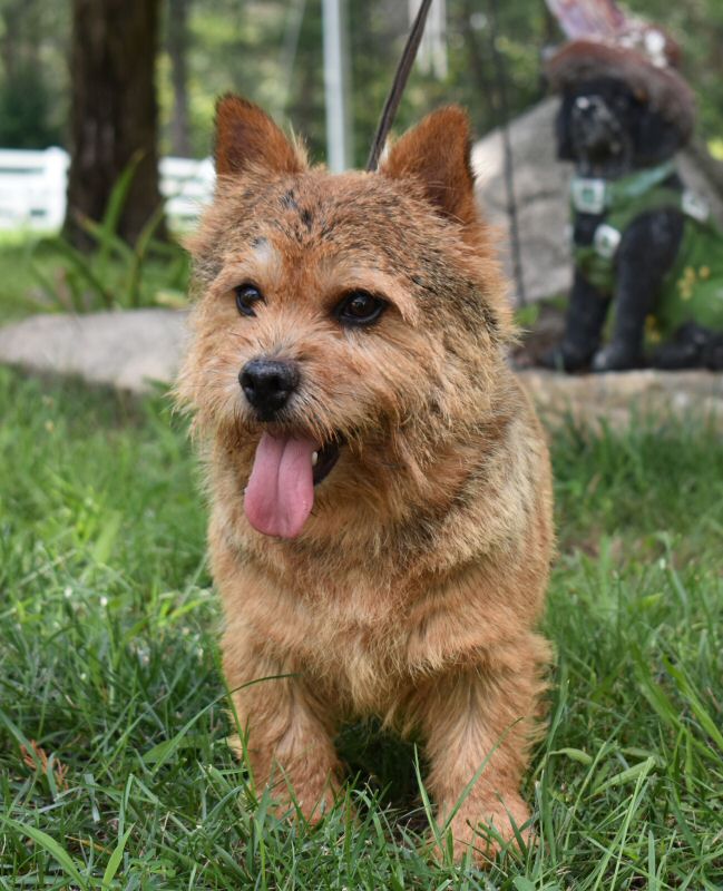 How Much Does A Norwich Terrier Puppy Cost