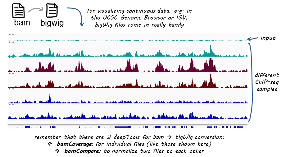 生成bigwig BioManual