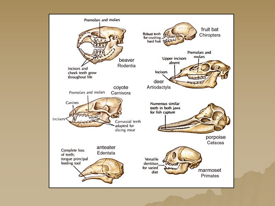 Program Options Deerassic Park Educational Center