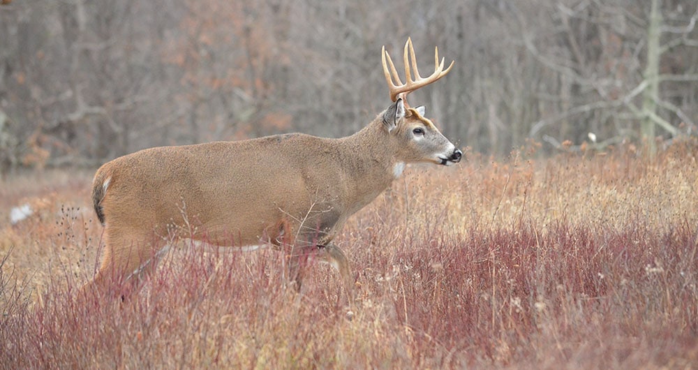 Top 10 Articles National Deer Association