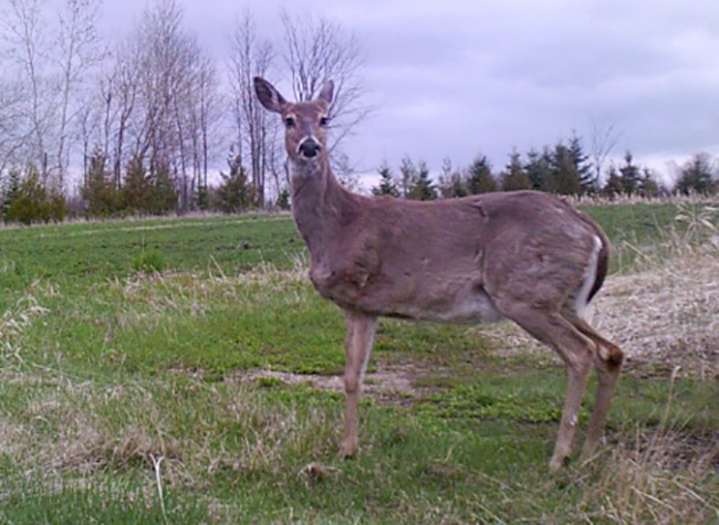 How Long Did This Doe Survive on Three Legs?
