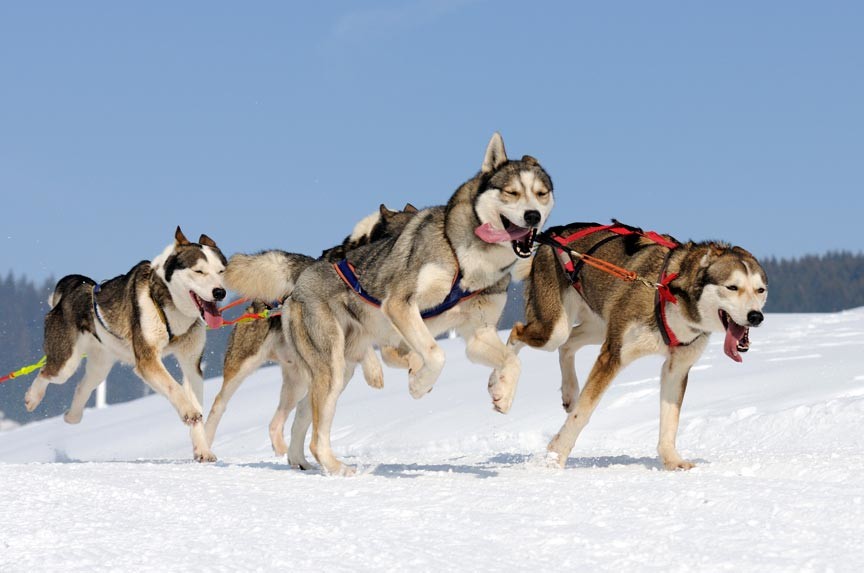 Have The Time Of Your Life On A Vermont Dogsledding Tour!