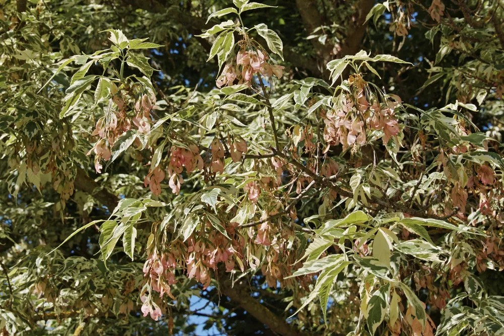 Are Japanese Maples Toxic To Dogs