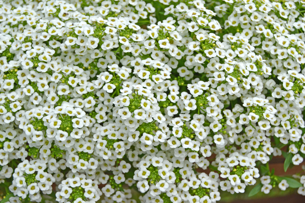 Is Alyssum Deer Resistant? Your Complete Guide 🦌 Deer Gardener