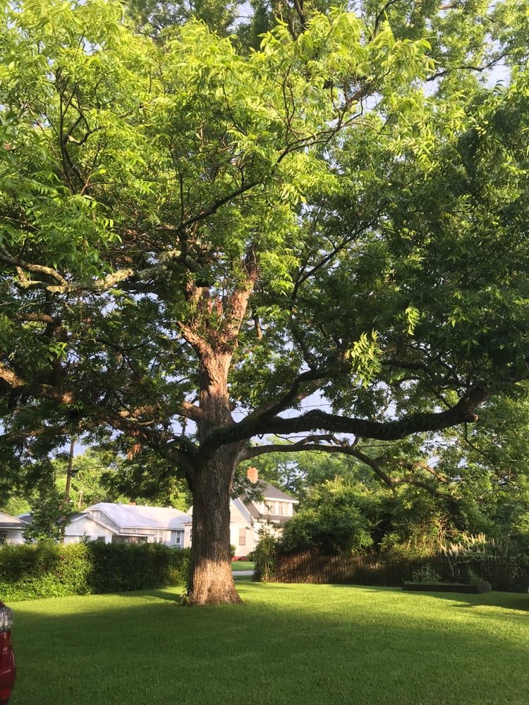 Do Deer Eat Pecans Or Your Pecan Trees? 🦌 Deer Gardener