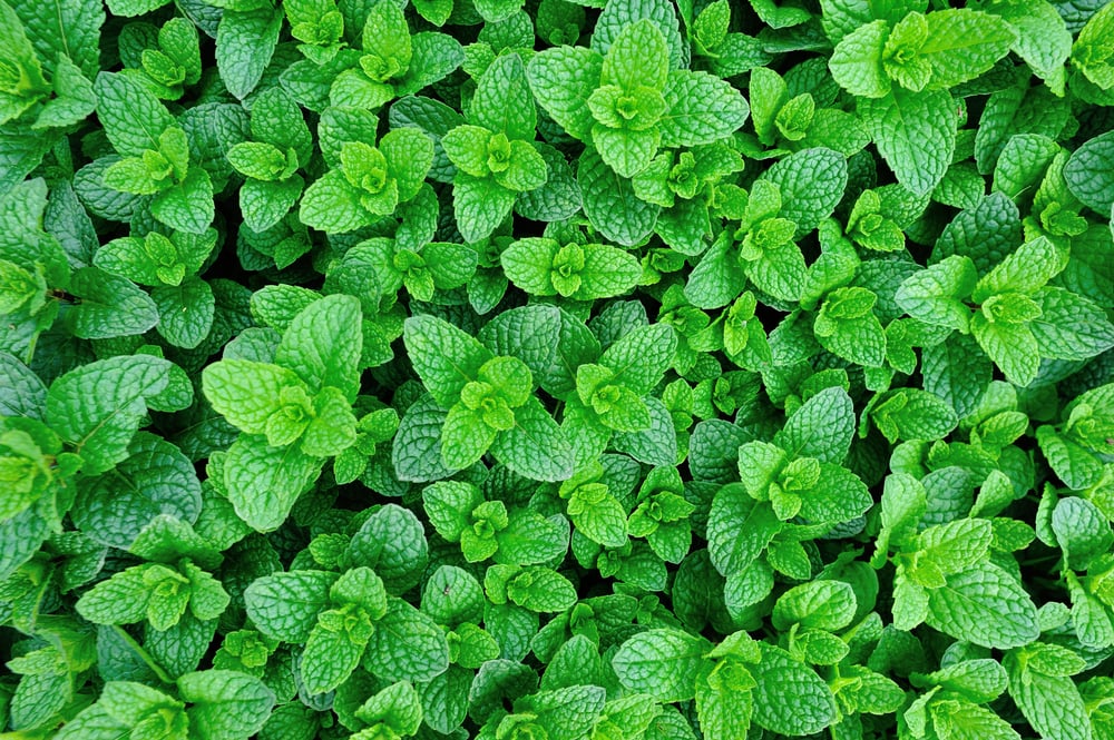 11 Aromatic Herbs That Repel Deer 🦌Deer Gardener