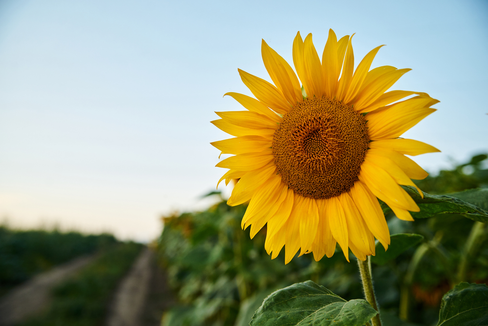 Do Deer Eat Sunflowers and Will They Grow Back?