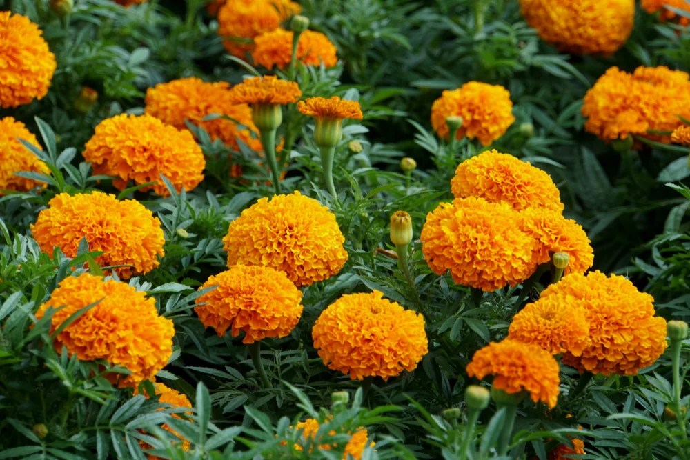 Do Deer Eat Marigolds [+ 5 Deer Resistant Varieties] Deer Gardener