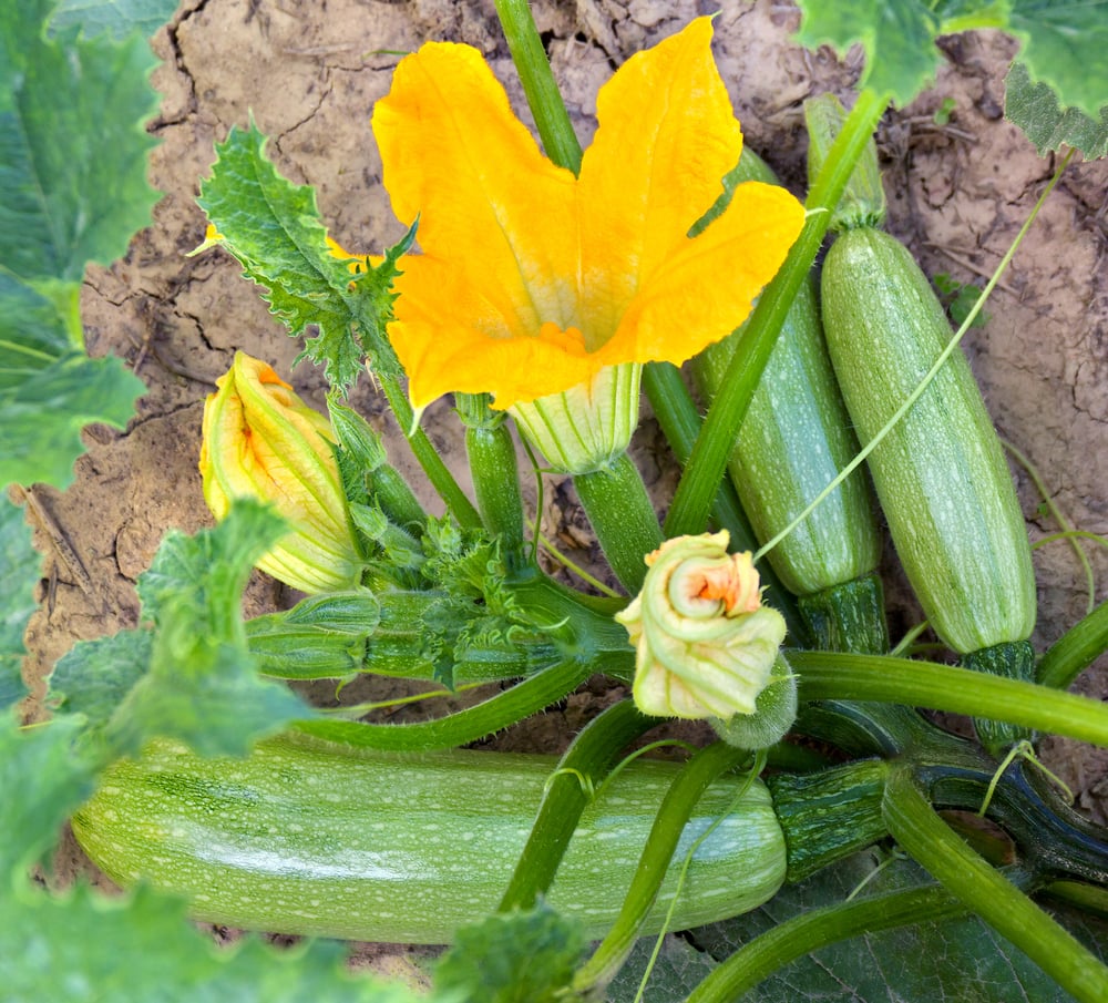 Do Deer Eat Zucchini Plants, Flowers, or Fruit? Deer Gardener