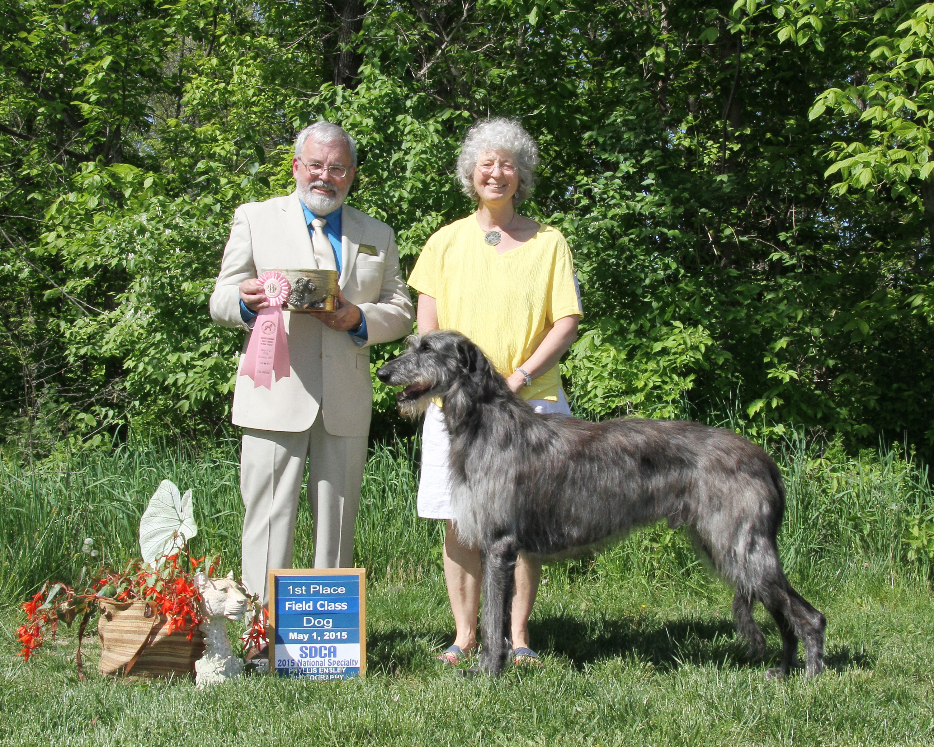 Field Trial Dog The Scottish Deerhound Club of America
