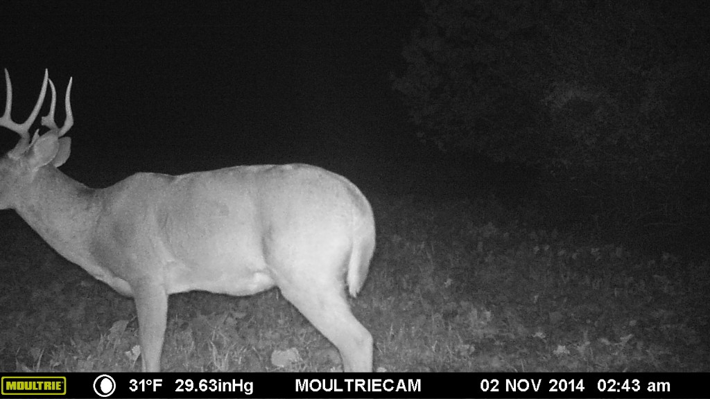 Deer Rut When do Deer Rut? Deer Hunter Tips