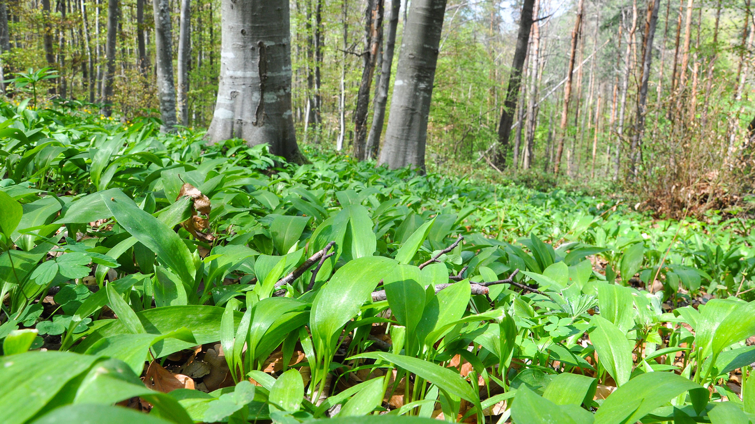 What is it About Wild Leeks that Makes People so Crazy for Them?