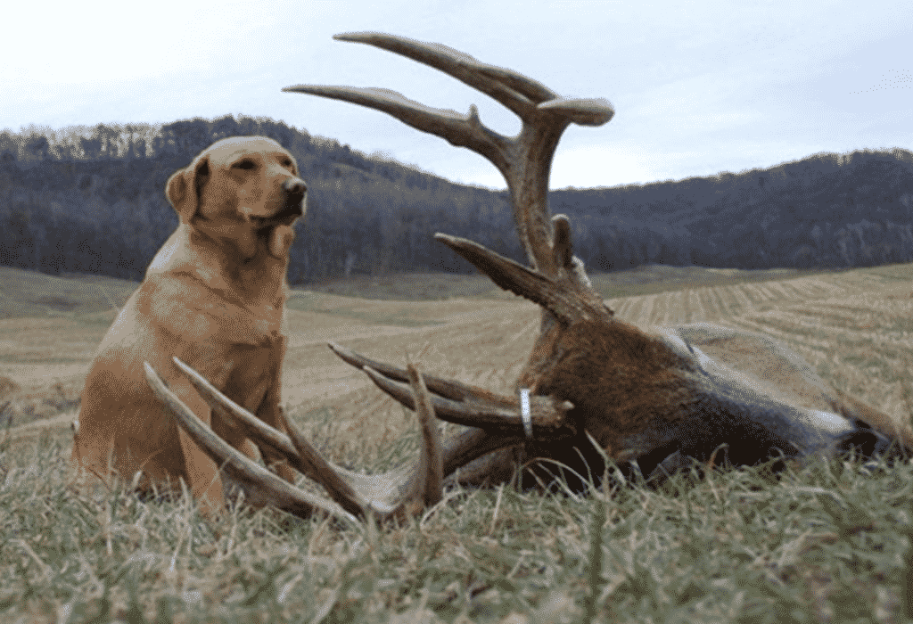 How to Train a Deer Hunting Dog