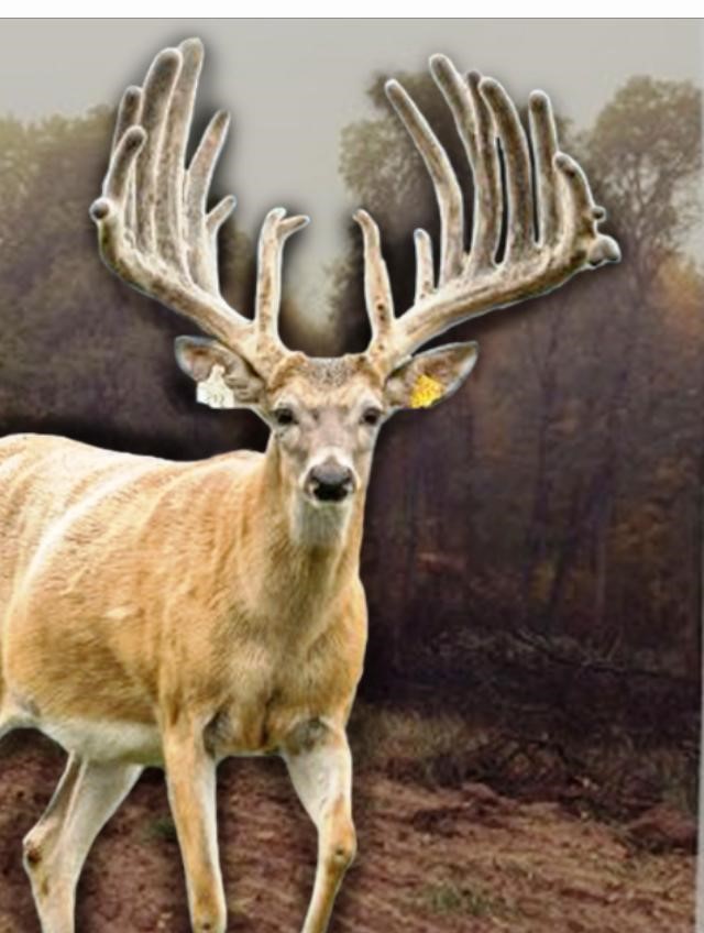 Whitetail Deer Breeders in Louisiana Doe Deer Ridge Whitetails