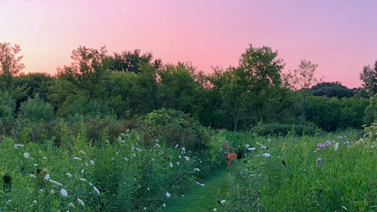 Committee Updates Deer Run East Property Owners Association