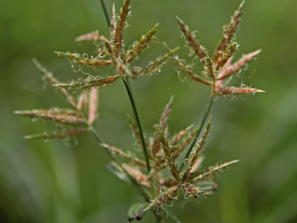 Deer and Tick Guard Tick Control and Plant Protection