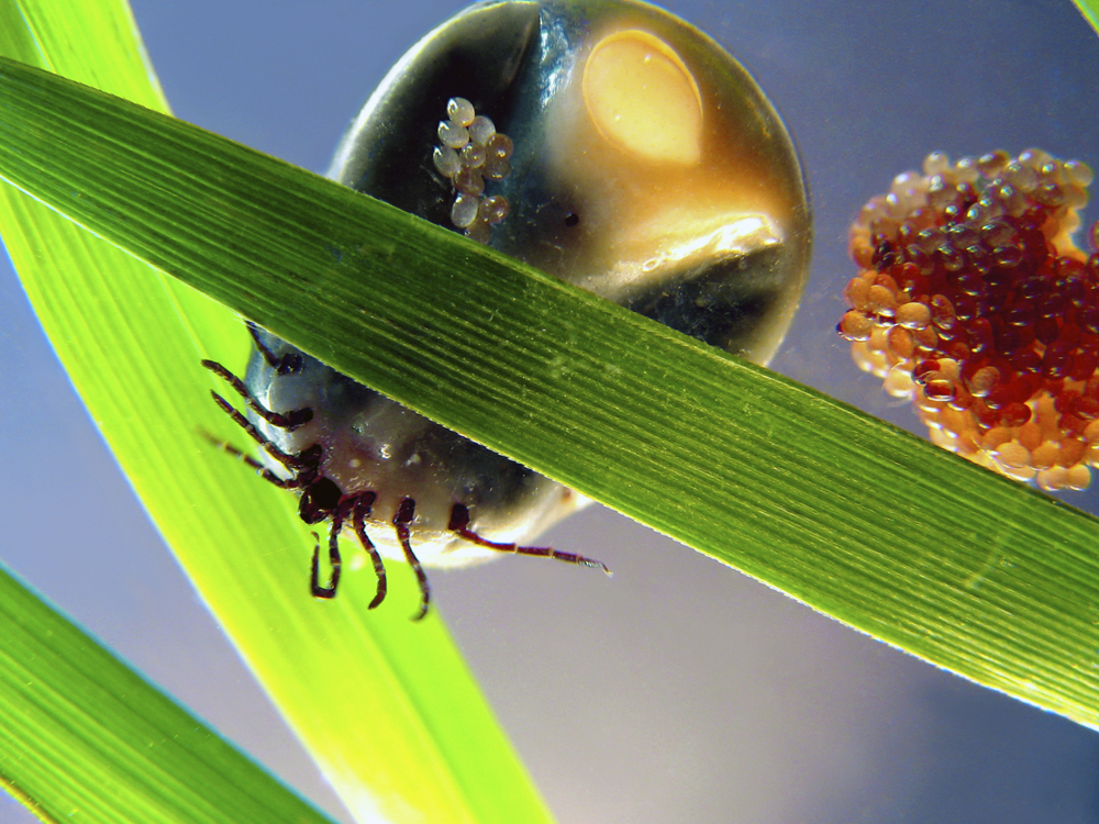 Deer and Tick Guard Tick Control and Plant Protection