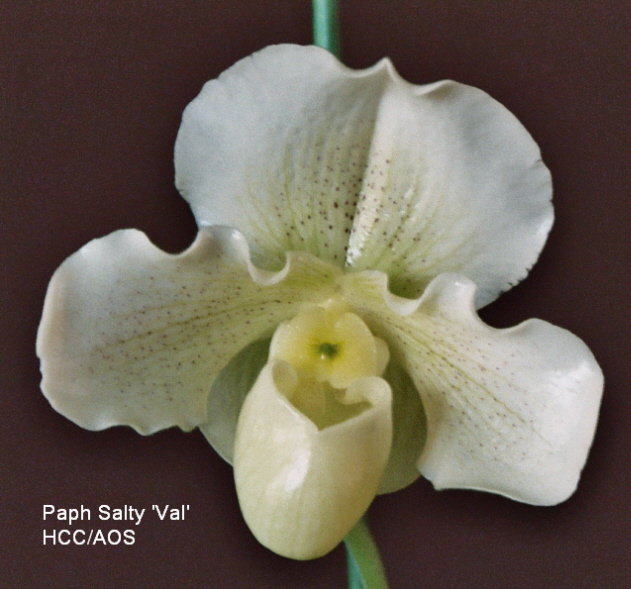 Gallery · Deerwood Orchids