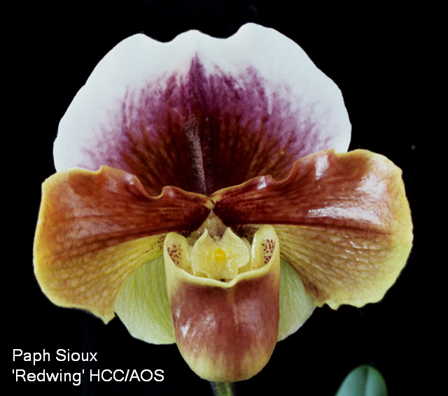 Gallery · Deerwood Orchids