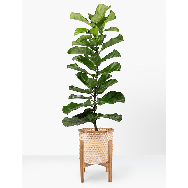 Fiddle Leaf Dees' Nursery