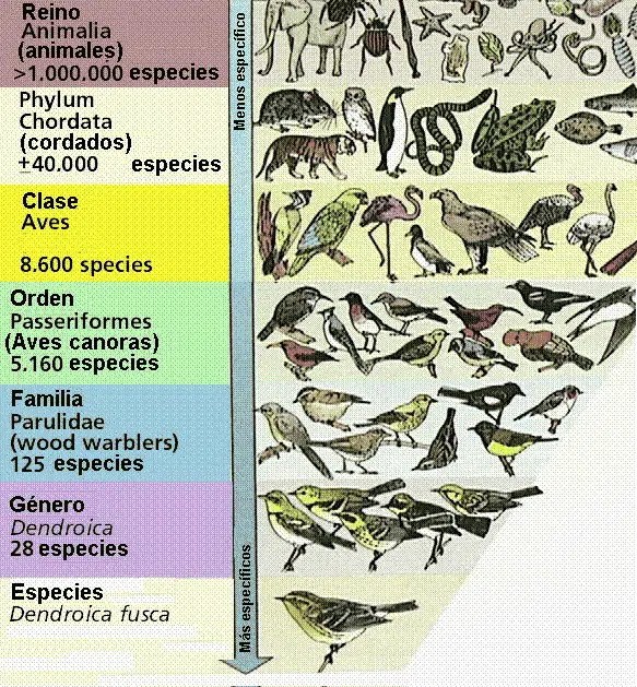Definición de especie Qué es, Significado y Concepto
