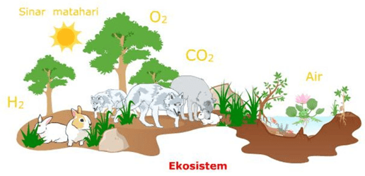 √ Pengertian Ekosistem, Komponen, MacamMacam dan Contoh Ekosistem