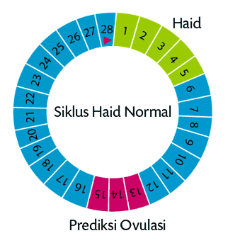√ Cara Menghitung Masa Subur Wanita Dengan Benar