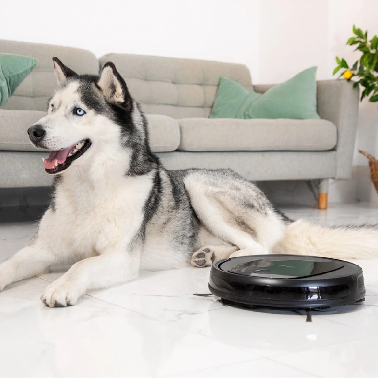 Conga 1990 Connected X Definity Technology