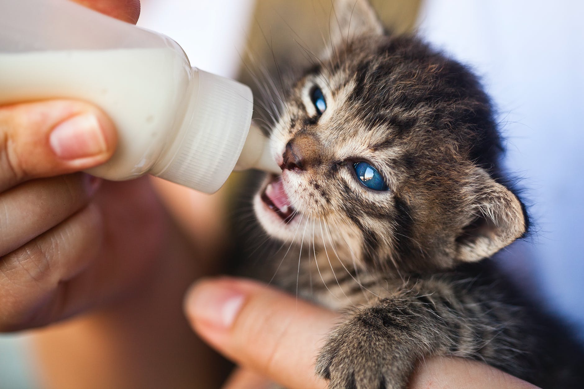 What To Feed Newborn Kittens In An Emergency? Defense & Preparation