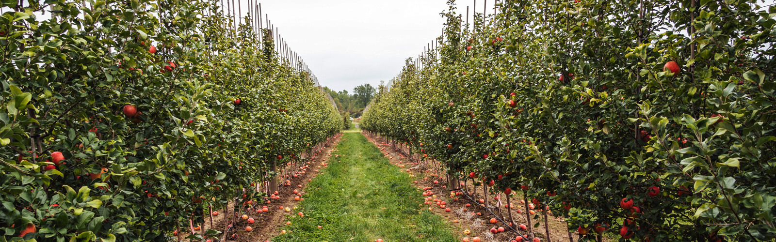 Nederlands fruit DEFRUITIGSTE.NL