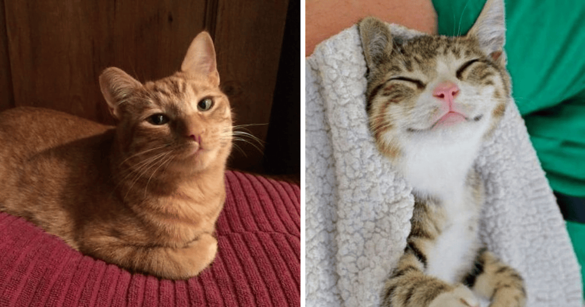 10+ Photos Of Cats Smiling That Will Make Your Day