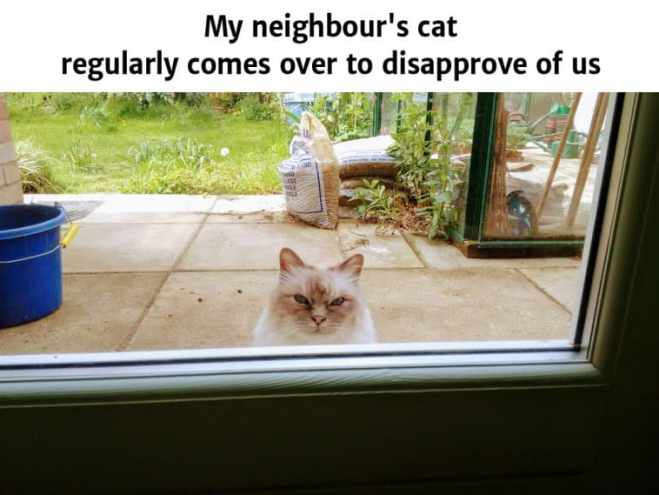 Funny Cat Memes to make your day!