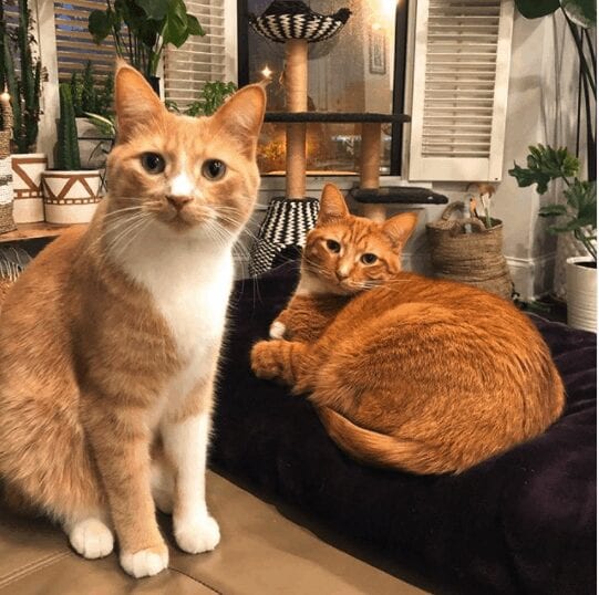 This Adorable Duo Of Ginger Tabby Cats Prove Two Cats Are Better Than