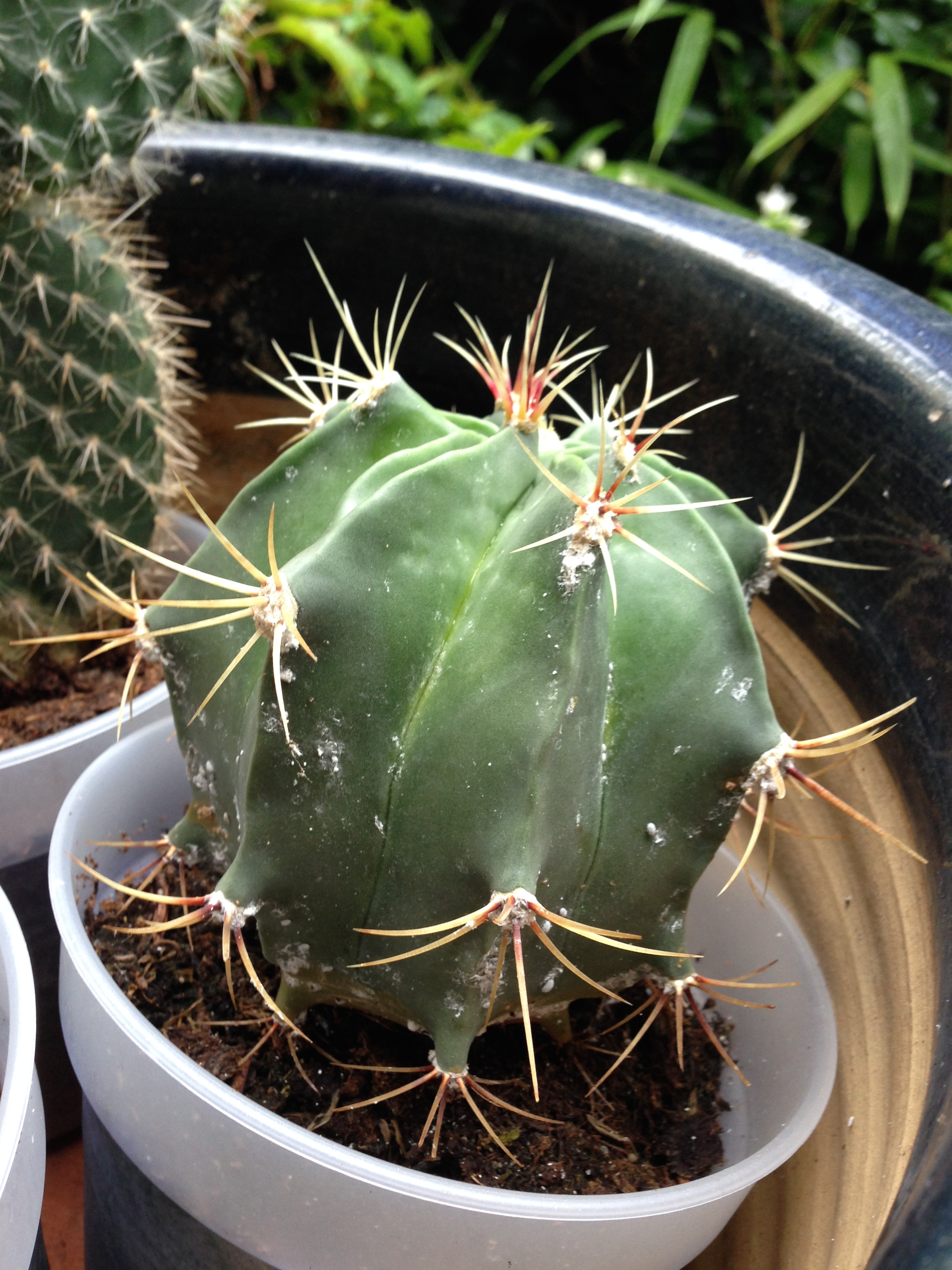 Cactustip kom naar buiten allemaal! De Gelukkige Tuinman