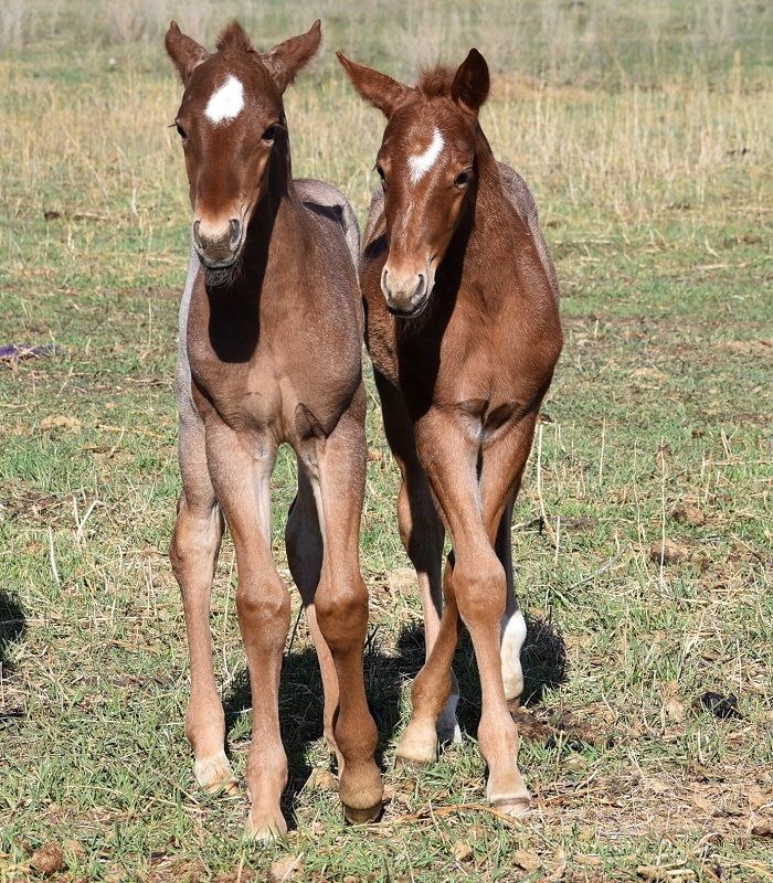 2024 expected foal list has been updated.