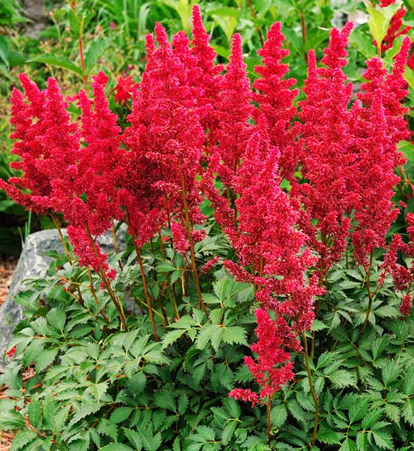 Astilbe arendsii 'Fanal' Degroot