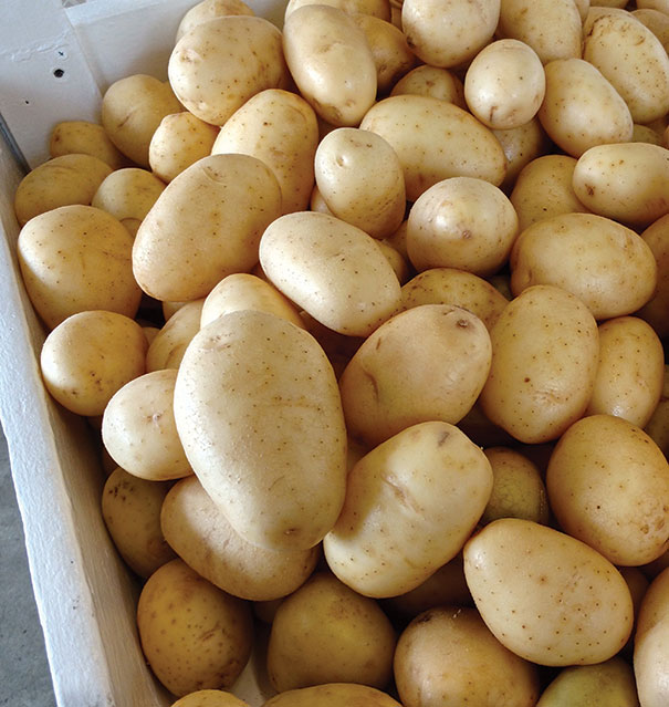 Potato, 'Kennebec' Degroot