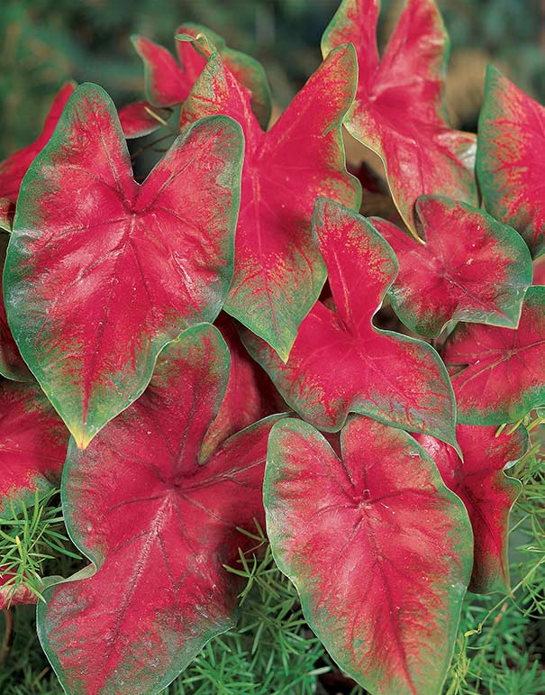 Caladium 'Red' Degroot
