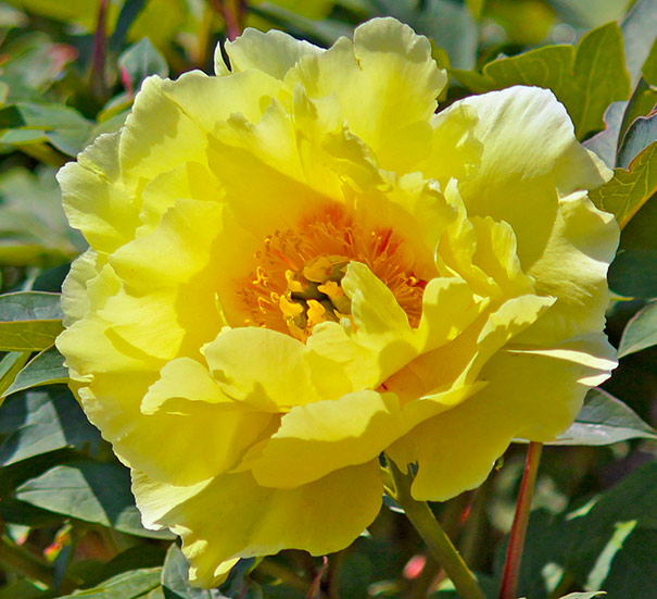 Paeonia Tree (Tree Peony) suffruticosa 'High Noon' Degroot