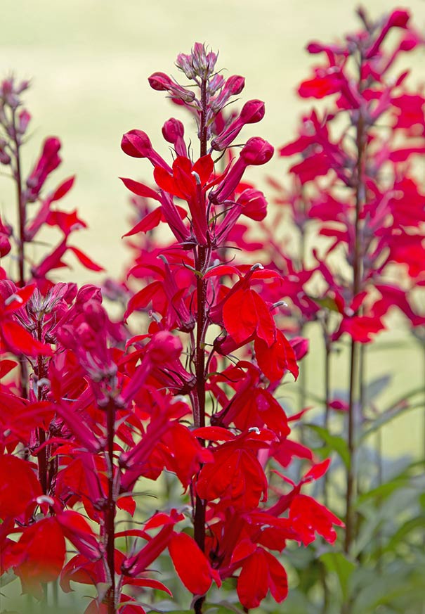 Lobelia cardinalis (Cardinal Flower/Red Lobelia) Degroot