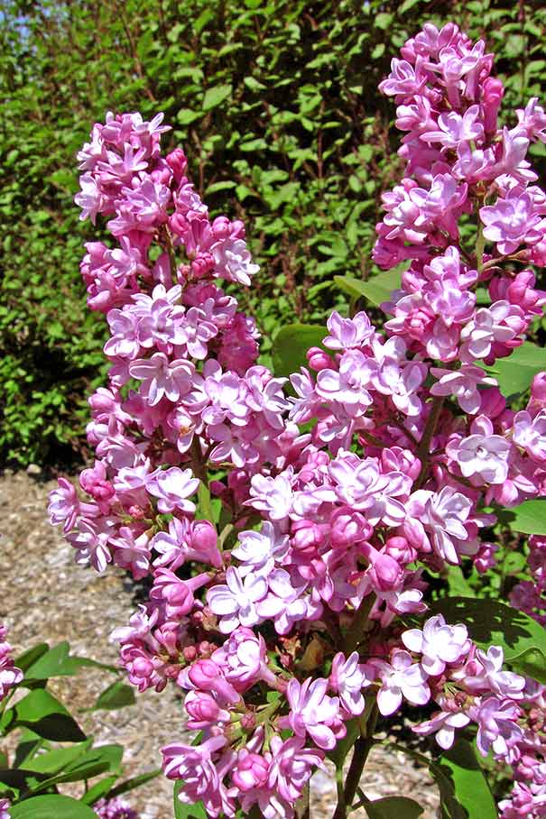 Lilac, 'Belle de Nancy' DeGroot