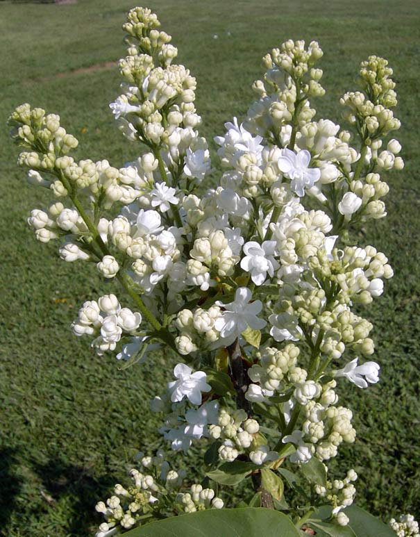 Lilac 'Fiala Remembrance’ Degroot