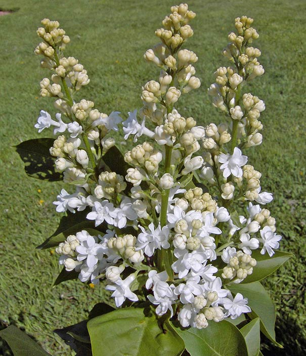 Lilac 'Fiala Remembrance’ Degroot