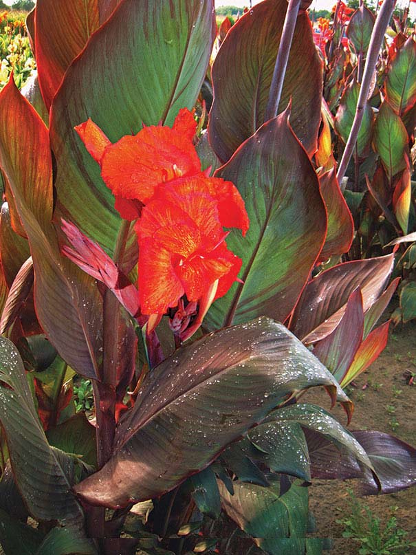 Canna 'Red King Humbert' Degroot